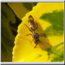 Nomada ruficornis - Wespenbiene m01.jpg